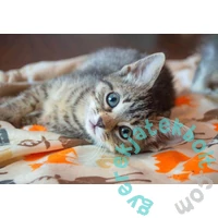 Bluebird 300 db-os puzzle - Kitten (90083)