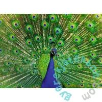 Ravensburger 500 db-os puzzle - Páva (12001332)