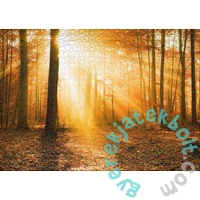 Ulmer 1000 db-os puzzle - Golden Autumn Forest (0909)