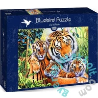 Bluebird 1000 db-os puzzle - Lily's Pride (70080)