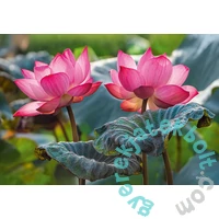 CherryPazzi 500 db-os puzzle - Pink Lotus Flowers (20012)