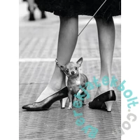 Clementoni 1000 db-os Life Magazine Collection puzzle - Chihuaua (39634)