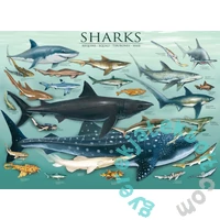 EuroGraphics 1000 db-os puzzle - Sharks (6000-0079)