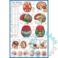 EuroGraphics 1000 db-os puzzle - The Brain (6000-0256)