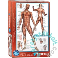 EuroGraphics 1000 db-os puzzle - The Muscular System (6000-2015)