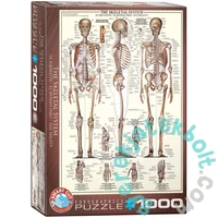 EuroGraphics 1000 db-os puzzle - The Skeletal System (6000-3970)