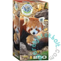EuroGraphics 250 db-os puzzle - Red Pandas (8251-5557)