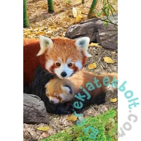 EuroGraphics 250 db-os puzzle - Red Pandas (8251-5557)