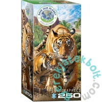 EuroGraphics 250 db-os puzzle - Tigers (8251-5559)