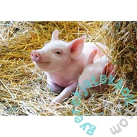 Ravensburger 2 x 12 db-os puzzle - Állatok a farmon (05718)