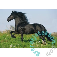 Schmidt 2x26+2x48 db-os puzzle fém bőröndben - Pferde Puzzle-Box (55588)