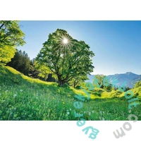 Schmidt 1000 db-os puzzle - Sycamore Maple in the Sunlight, St. Gallen, Switzerland (59761)