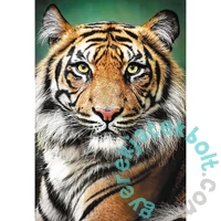 Trefl 1500 db-os puzzle - Tigris portréja (26204)