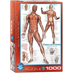 EuroGraphics 1000 db-os puzzle - The Muscular System (6000-2015)