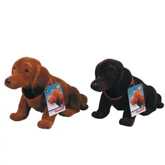 Simba Bólogató fejű tacskó kutya