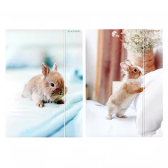 Nyuszis A/4 gumis mappa - kétféle (559727)