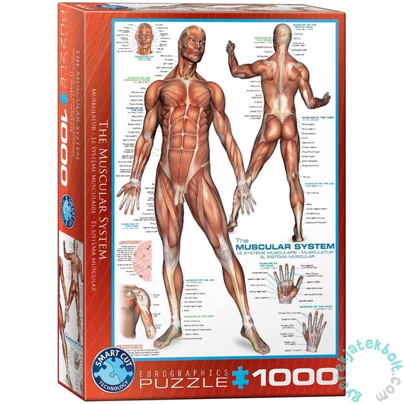 EuroGraphics 1000 db-os puzzle - The Muscular System (6000-2015)