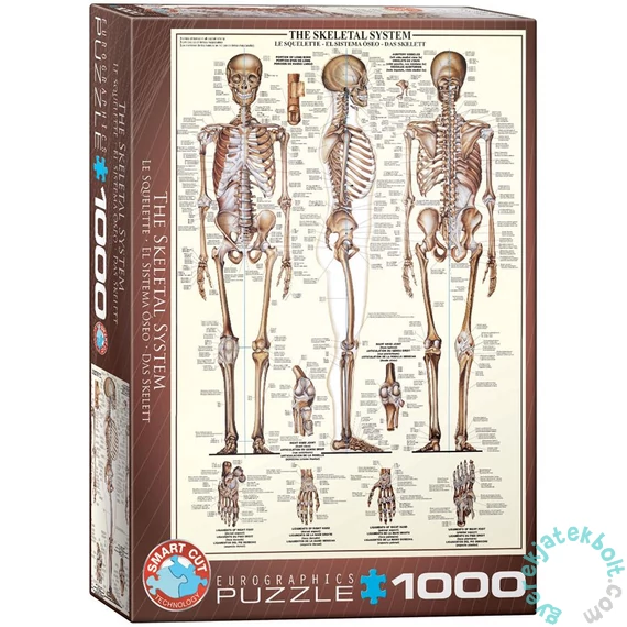 EuroGraphics 1000 db-os puzzle - The Skeletal System (6000-3970)