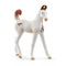 Schleich 14896 Marwari csikó figura - Horse Club